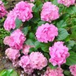 Hortensias en plena floración