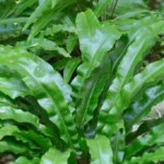 Tipos de helechos y características