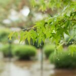 La lluvia en el jardín