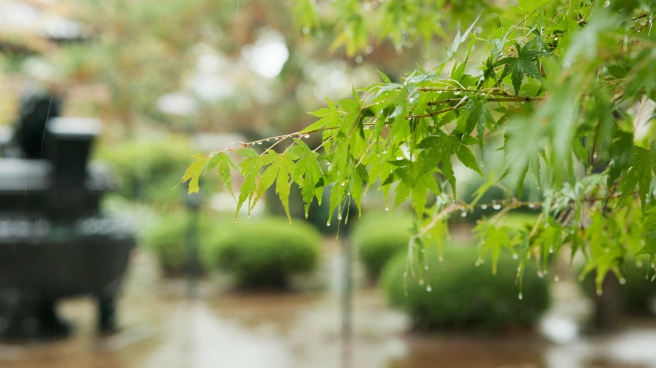 Trees, leaves and rain in park or Japanese garden for forest nature in Tokyo for plants countryside.