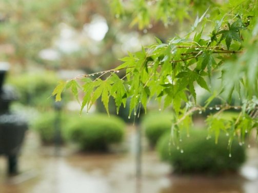 Trees, leaves and rain in park or Japanese garden for forest nature in Tokyo for plants countryside.
