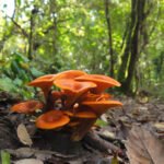 Un universo silencioso y fascinante
