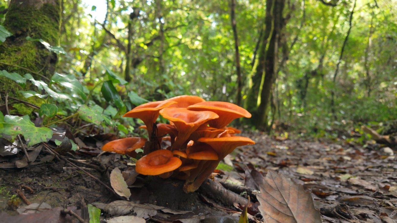Vibrant orange mushrooms growing in clusters on forest floor amid fallen autumn leaves and green undergrowth, creating a striking natural display in woodland at Rio de Mouros pathway in Condeixa, Coimbra Portugal.