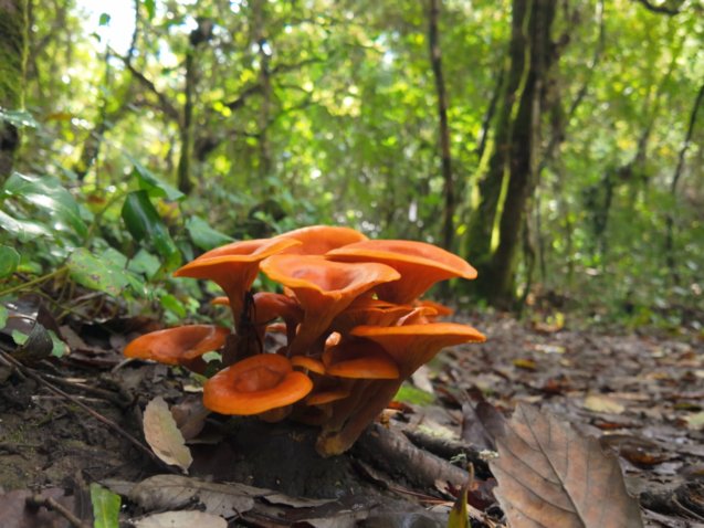 Vibrant orange mushrooms growing in clusters on forest floor amid fallen autumn leaves and green undergrowth, creating a striking natural display in woodland at Rio de Mouros pathway in Condeixa, Coimbra Portugal.